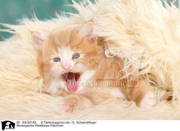 Norwegische Waldkatze Ktzchen / SS-50159