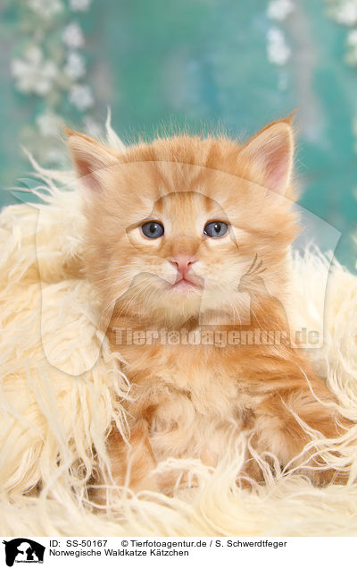 Norwegische Waldkatze Ktzchen / SS-50167