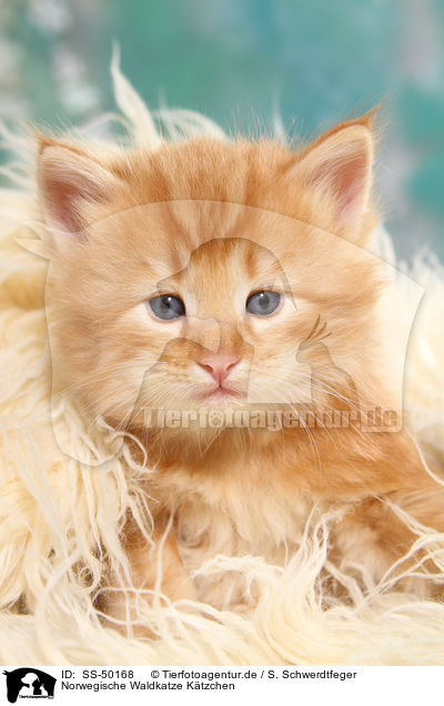 Norwegische Waldkatze Ktzchen / Norwegian Forest Cat Kitten / SS-50168