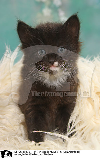 Norwegische Waldkatze Ktzchen / SS-50178