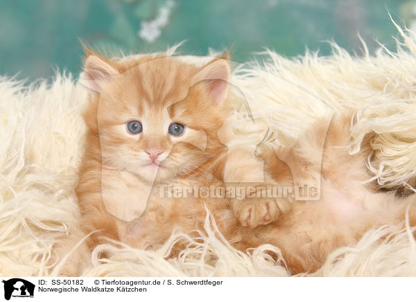 Norwegische Waldkatze Ktzchen / SS-50182