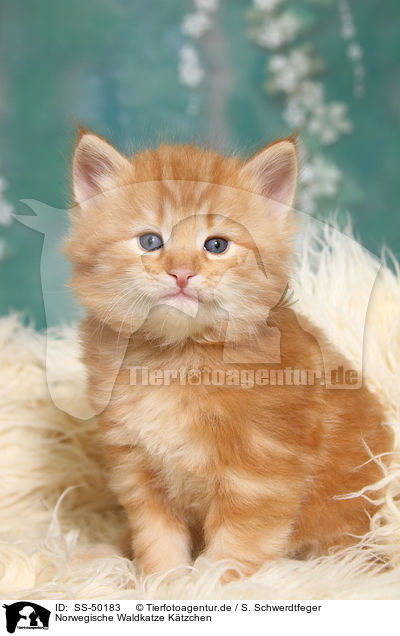 Norwegische Waldkatze Ktzchen / Norwegian Forest Cat Kitten / SS-50183