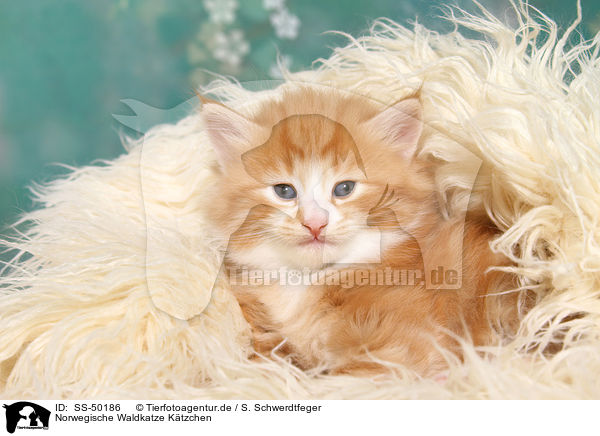 Norwegische Waldkatze Ktzchen / Norwegian Forest Cat Kitten / SS-50186