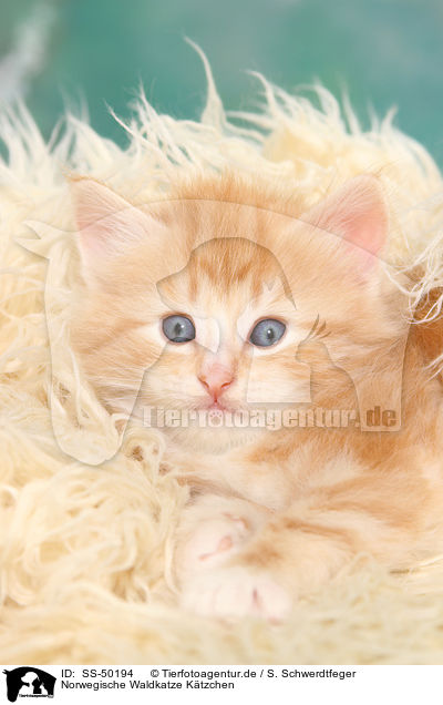 Norwegische Waldkatze Ktzchen / Norwegian Forest Cat Kitten / SS-50194