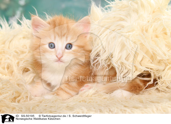Norwegische Waldkatze Ktzchen / SS-50195