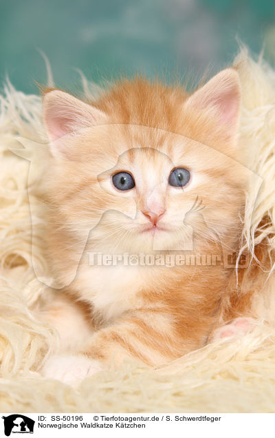 Norwegische Waldkatze Ktzchen / Norwegian Forest Cat Kitten / SS-50196