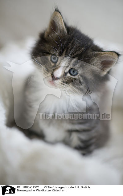 Norwegische Waldkatze Ktzchen / Norwegian Forest Cat kitten / HBO-01521