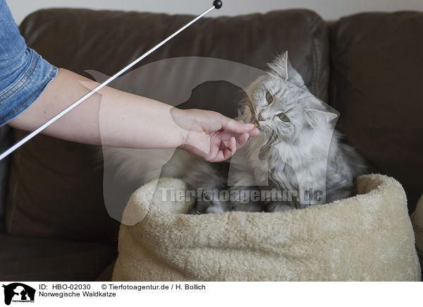 Norwegische Waldkatze / Norwegian Forest Cat / HBO-02030