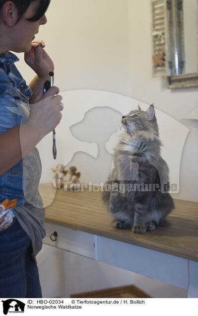 Norwegische Waldkatze / Norwegian Forest Cat / HBO-02034