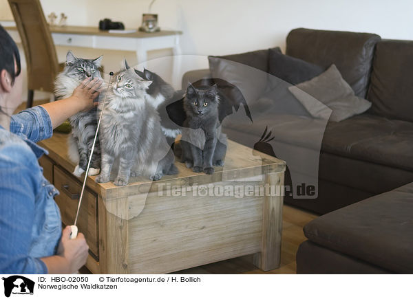 Norwegische Waldkatzen / Norwegian Forest Cats / HBO-02050