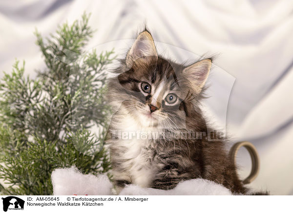 Norwegische Waldkatze Ktzchen / Norwegian Forest Cat Kitten / AM-05645