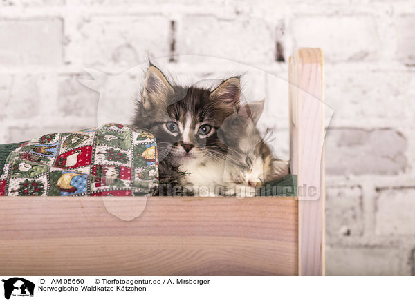Norwegische Waldkatze Ktzchen / Norwegian Forest Cat Kitten / AM-05660