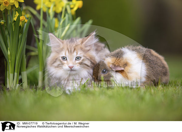 Norwegisches Waldktzchen und Meerschweinchen / Norwegian forest kitten and guinea pig / MW-07719
