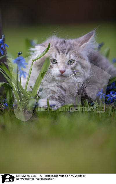 Norwegisches Waldktzchen / Norwegian Forest Kitten / MW-07725