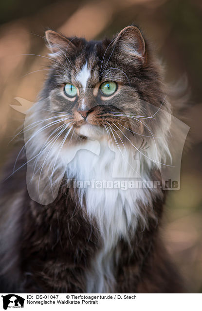 Norwegische Waldkatze Portrait / DS-01047