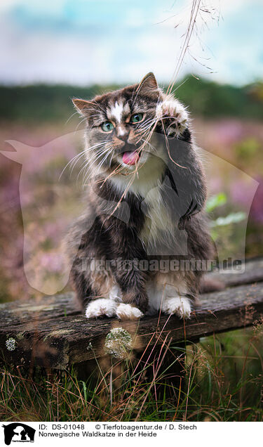 Norwegische Waldkatze in der Heide / DS-01048