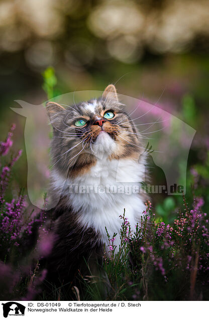 Norwegische Waldkatze in der Heide / DS-01049