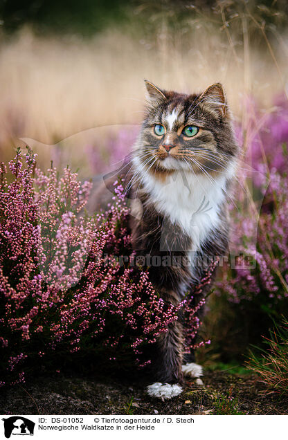 Norwegische Waldkatze in der Heide / DS-01052