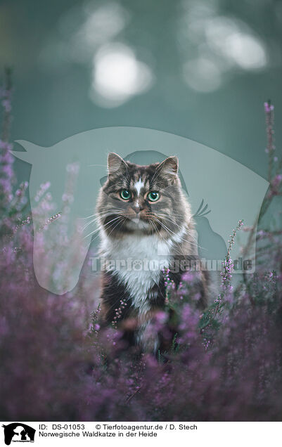 Norwegische Waldkatze in der Heide / DS-01053