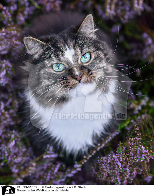 Norwegische Waldkatze in der Heide / Norwegian Forest Cat in the heathland / DS-01055