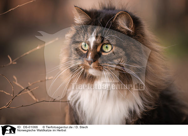 Norwegische Waldkatze im Herbst / DS-01066
