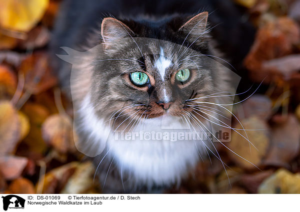 Norwegische Waldkatze im Laub / DS-01069