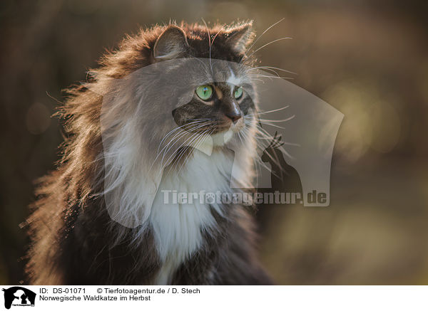 Norwegische Waldkatze im Herbst / DS-01071