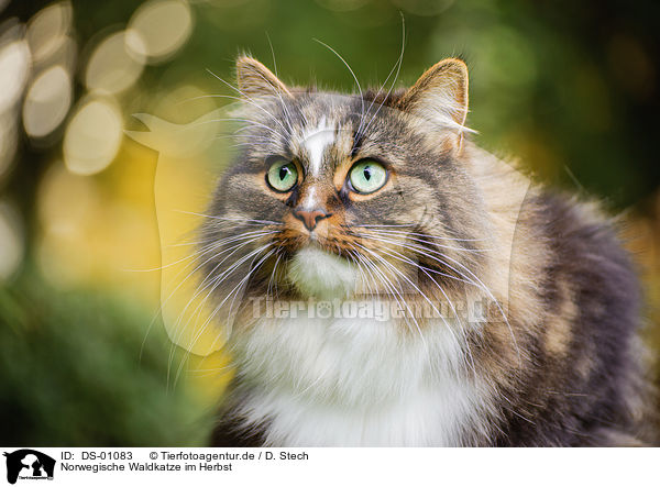 Norwegische Waldkatze im Herbst / Norwegian forest cat in autumn / DS-01083