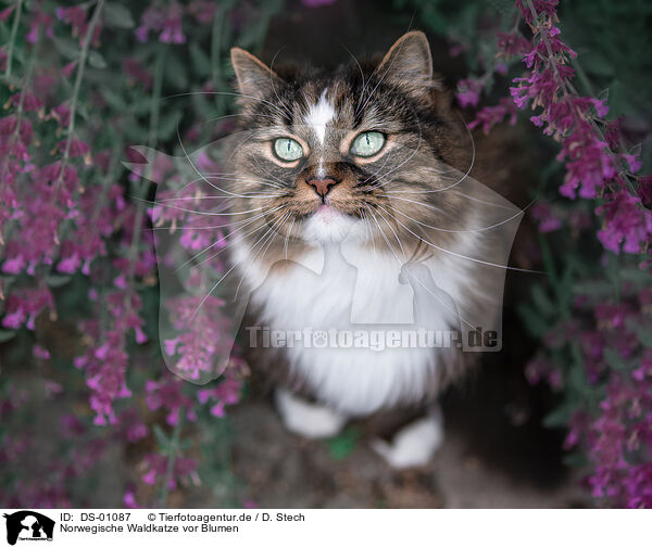 Norwegische Waldkatze vor Blumen / DS-01087