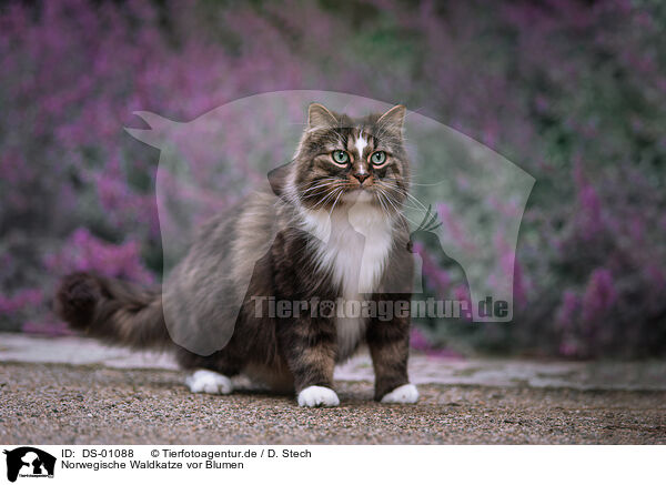 Norwegische Waldkatze vor Blumen / Norwegian forest cat in front of flowers / DS-01088