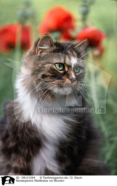 Norwegische Waldkatze vor Blumen / Norwegian forest cat in front of flowers / DS-01094