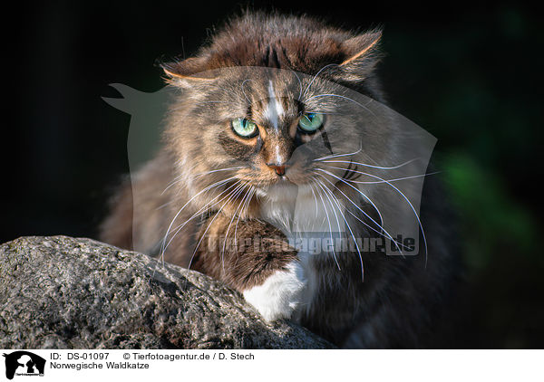 Norwegische Waldkatze / Norwegian Forest Cat / DS-01097