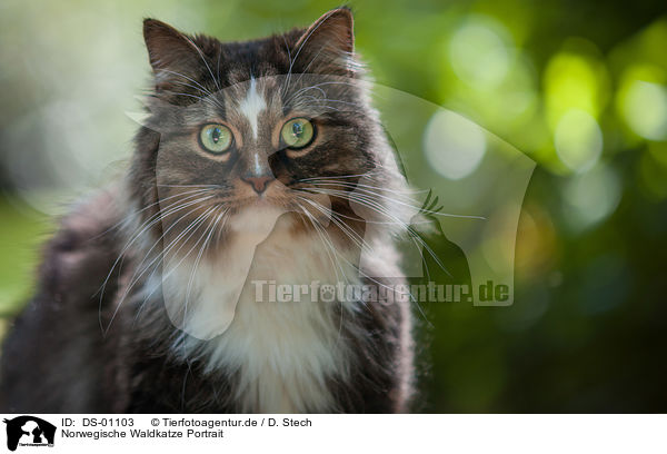 Norwegische Waldkatze Portrait / Norwegian Forest Cat Portrait / DS-01103
