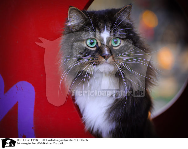 Norwegische Waldkatze Portrait / Norwegian Forest Cat Portrait / DS-01116