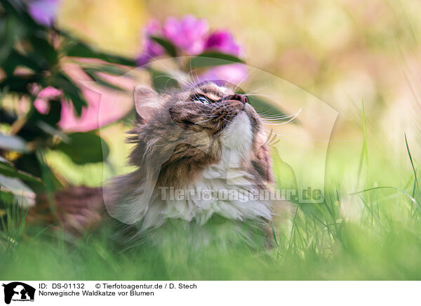 Norwegische Waldkatze vor Blumen / Norwegian forest cat in front of flowers / DS-01132