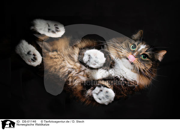 Norwegische Waldkatze / Norwegian Forest Cat / DS-01146