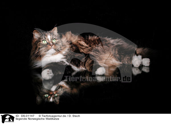 liegende Norwegische Waldkatze / lying Norwegian Forest Cat / DS-01147