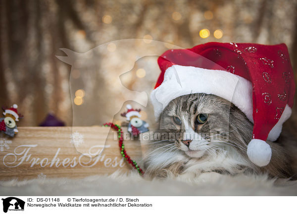 Norwegische Waldkatze mit weihnachtlicher Dekoration / Norwegian Forest Cat with christmas decoration / DS-01148