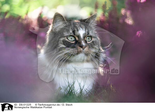 Norwegische Waldkatze Portrait / Norwegian Forest Cat portrait / DS-01225