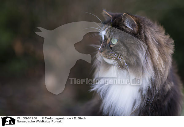 Norwegische Waldkatze Portrait / DS-01250