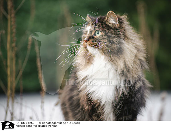 Norwegische Waldkatze Portrait / DS-01252