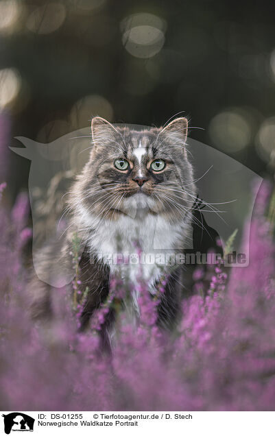 Norwegische Waldkatze Portrait / DS-01255