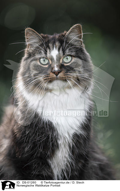 Norwegische Waldkatze Portrait / DS-01260