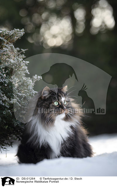 Norwegische Waldkatze Portrait / DS-01264