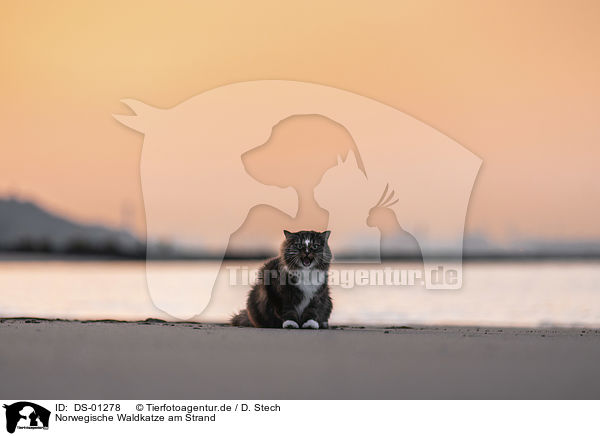 Norwegische Waldkatze am Strand / Norwegian Forest Cat at the beach / DS-01278