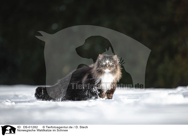 Norwegische Waldkatze im Schnee / DS-01282