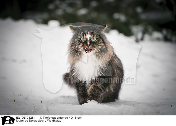 laufende Norwegische Waldkatze / DS-01284