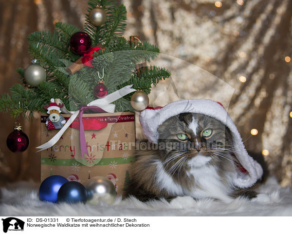 Norwegische Waldkatze mit weihnachtlicher Dekoration / Norwegian Forest Cat with christmas decoration / DS-01331