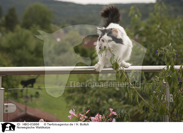 Norwegische Waldkatze / Norwegian Forest Cat / HBO-03866
