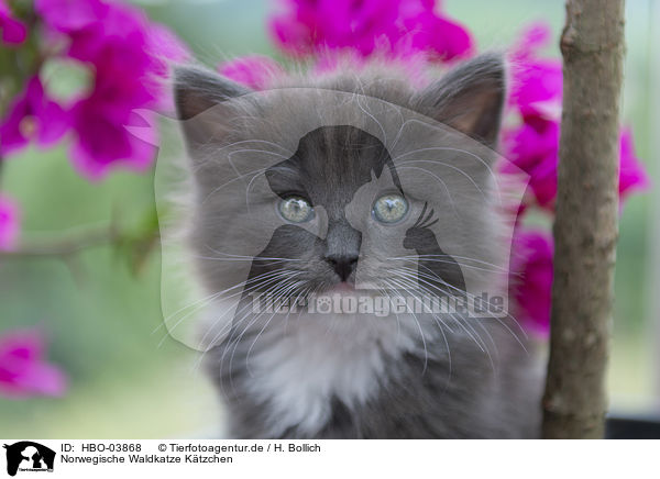Norwegische Waldkatze Ktzchen / HBO-03868